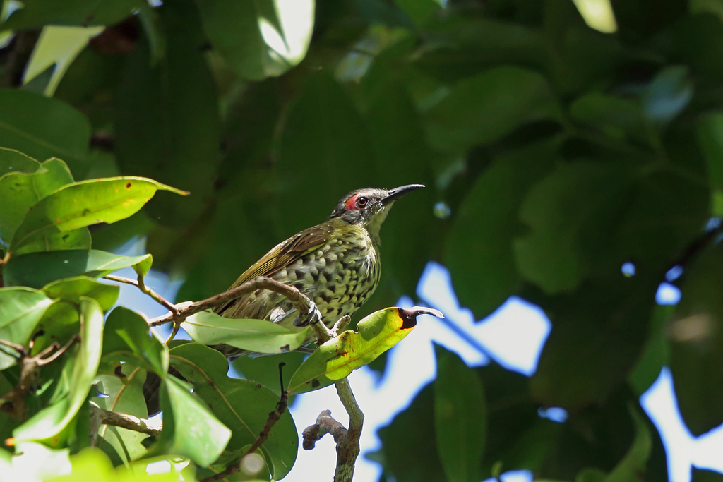 Spotted Honeyeater
