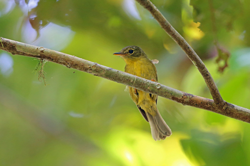 Kempiella flavovirescens