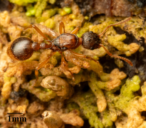 Woodland Red Ant, photo 4 of 10