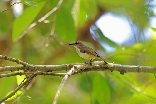 Pachycephala simplex