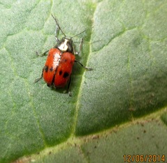 Cryptocephalus octopunctatus