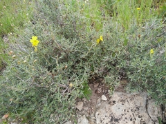 Helianthemum stipulatum