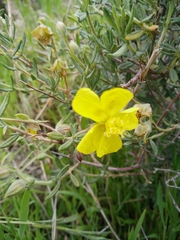 Helianthemum stipulatum