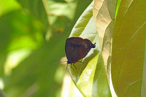 Amblypodia annetta