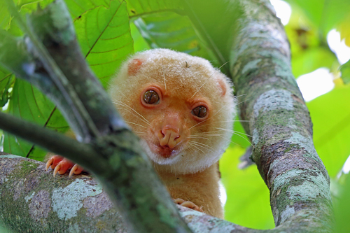 Spilocuscus maculatus