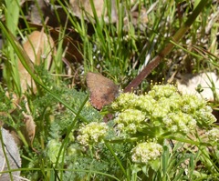 Callophrys augustinus iroides