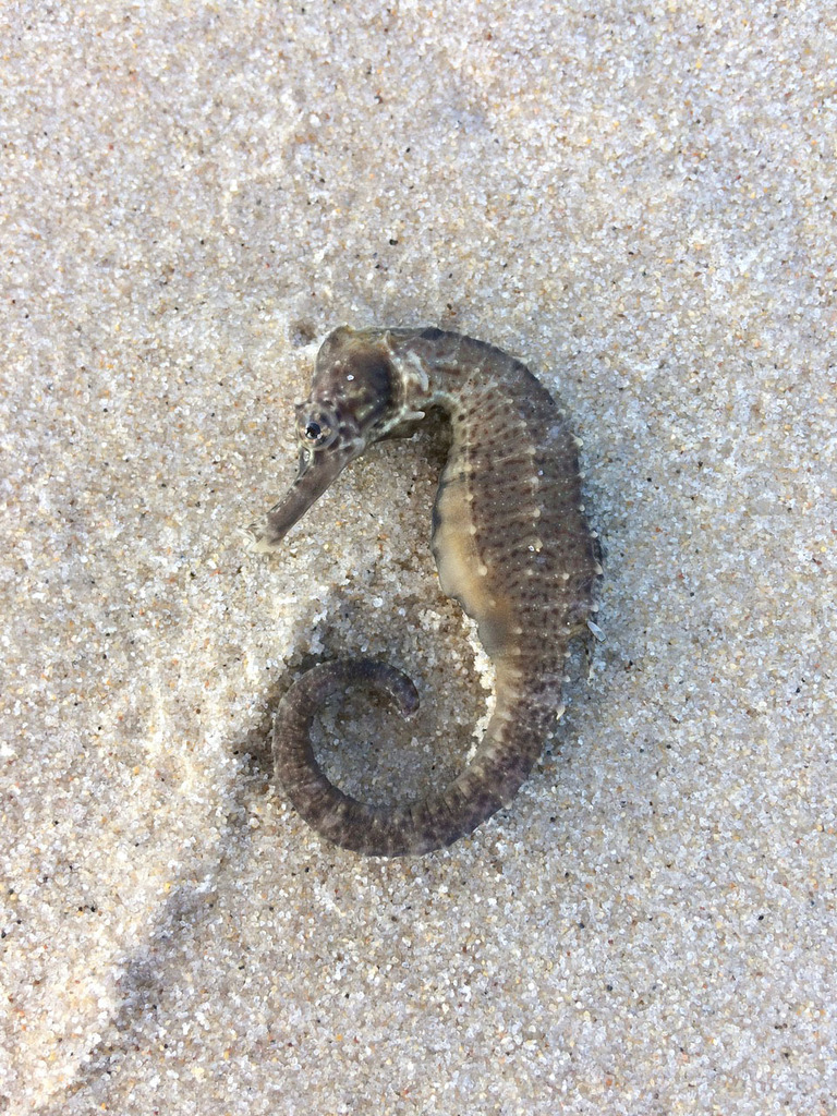 Lowcrown Seahorse