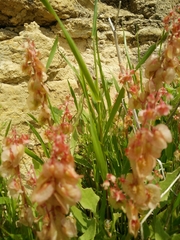 Rumex cyprius