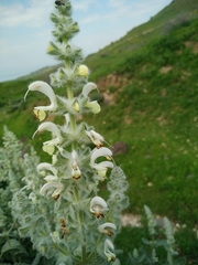 Salvia dominica