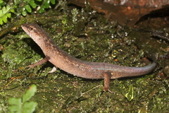 Saproscincus