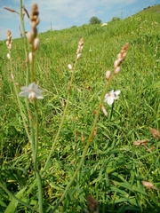Asphodelus tenuifolius