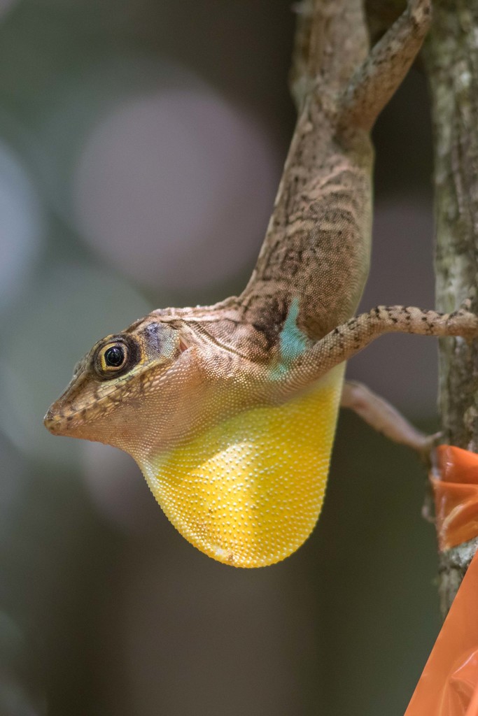 Blue Mountains Anole (Anolis reconditus)