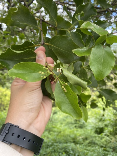 Santalum insulare observed 2023-09-26