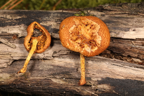 Pholiota (Photo 3 of 3)
