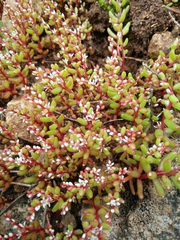 Sedum microcarpum