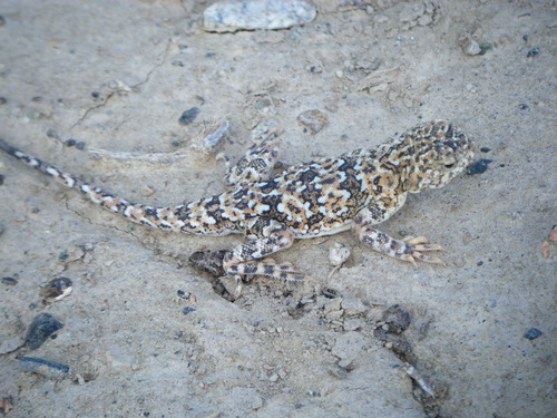 Tuvan Toad-headed Agama, Phrynocephalus versicolor