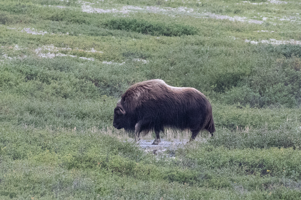 Muskox from Umiujaq, QC, Canada on August 26, 2023 at 03:44 PM by ...