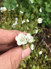 Phacelia viscida albiflora