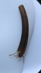 Olinga