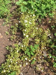 Phacelia viscida albiflora