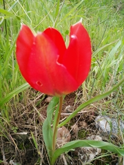 Tulipa agenensis