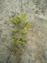 Galium judaicum
