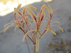 Pelargonium longiflorum