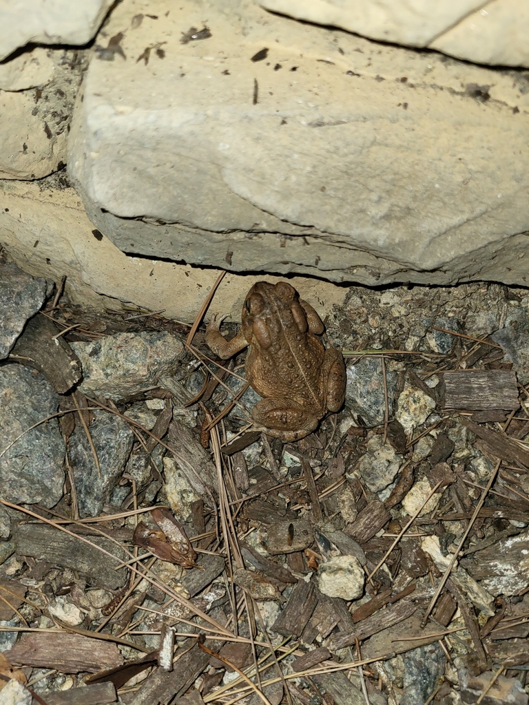 North American Toads from Indian Trail, NC, USA on September 26, 2023 ...