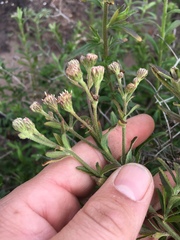 Baccharis plummerae plummerae