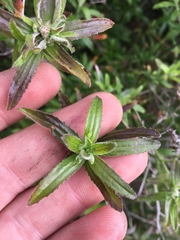 Baccharis plummerae plummerae