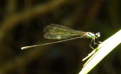 Nososticta koolpinyah