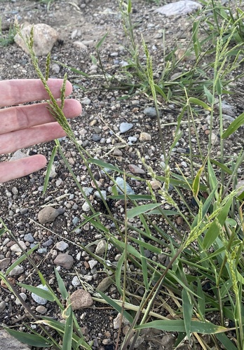 Eriochloa acuminata iNat (2)
