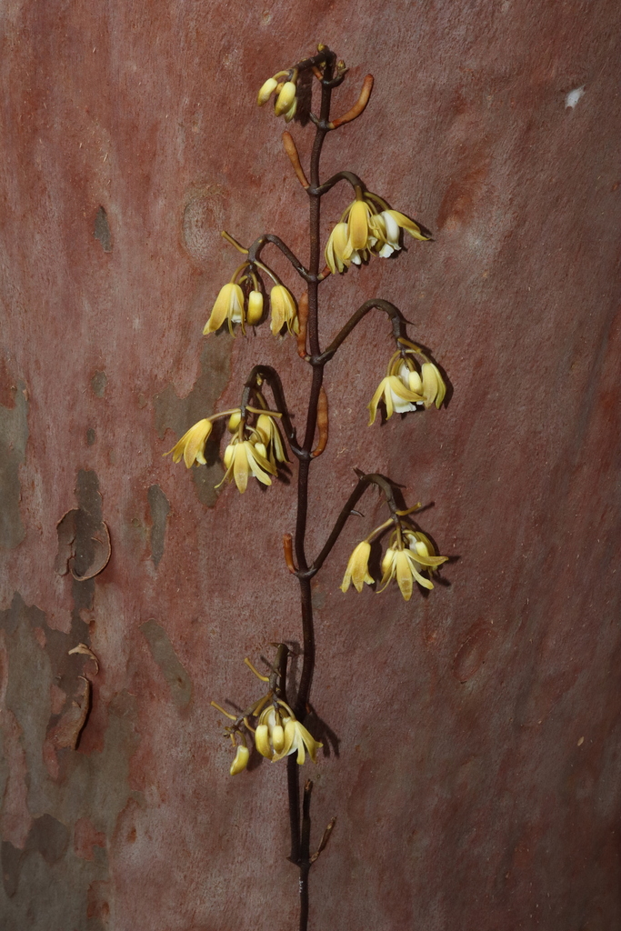 Erythrorchis cassythoides
