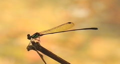 Nososticta koolpinyah