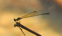 Nososticta koolpinyah