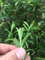 Baccharis plummerae plummerae