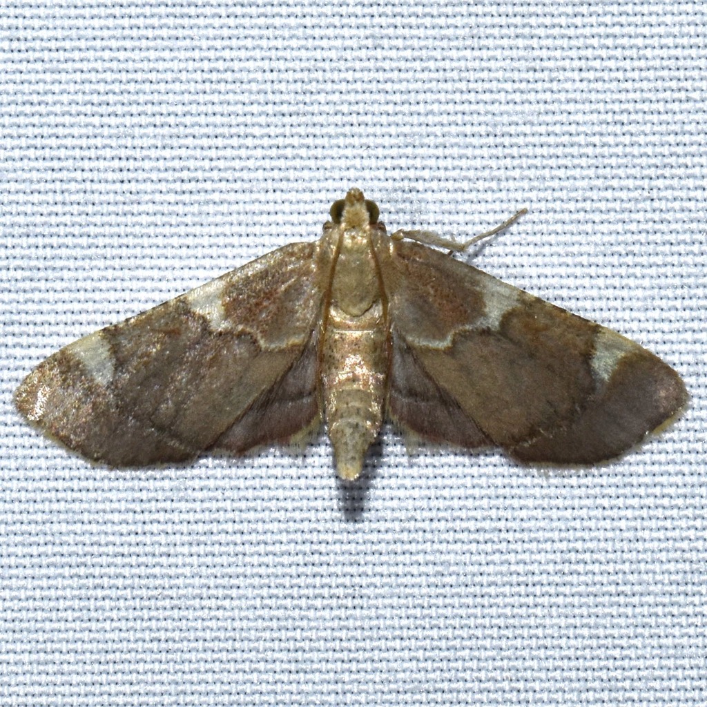 Spruce Needleworm Moth