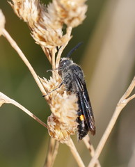 Laeviscolia frontalis