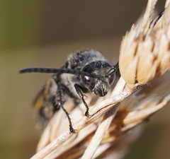 Laeviscolia frontalis