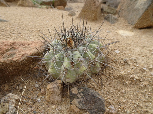 Copiapoa grandiflora