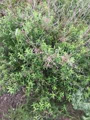 Baccharis plummerae plummerae