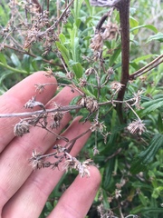 Baccharis plummerae plummerae