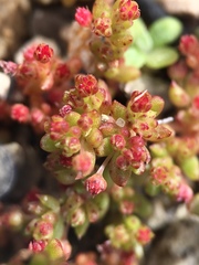 Crassula connata