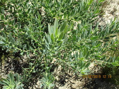 Leucadendron glaberrimum erubescens
