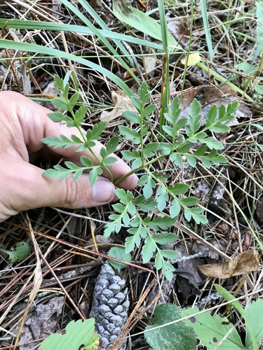St. Lawrence grapefern (Sceptridium rugulosum)