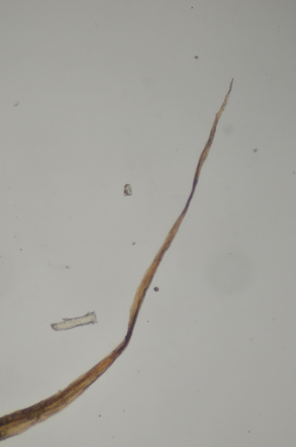 Image of Sarmentypnum exannulatum by no rights reserved