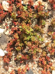 Crassula connata