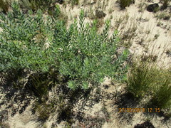 Leucadendron glaberrimum erubescens
