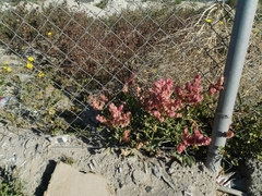 Rumex vesicarius