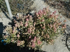 Rumex vesicarius